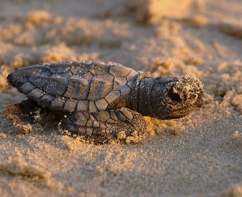 Tartaruga marina Caretta Caretta - (Foto Legambiente Nazionale APS - Rete Associativa – ETS)